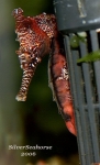 A profile of a beautiful red tinted male.