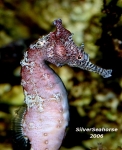 Profile shot of a gorgeous pink tinted male.