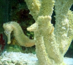 A light coloured H. reidi hitched on a coral skeleton.