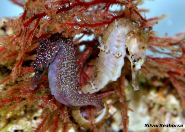 A beautiful and active pair of whitei.