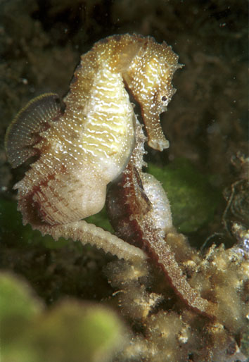 H. guttulatus