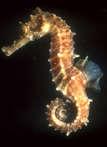 H. guttulatus