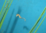 A dwarf swimming amongst some artificial seagrass.