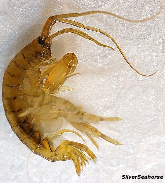 Gammerus/amphipod