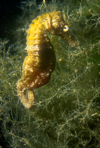 H. guttulatus