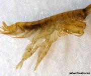 Gammerus/amphipod