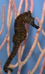 Seahorses