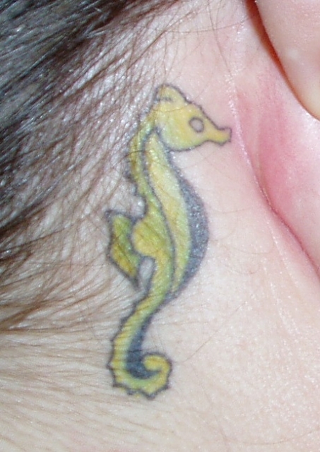 Seahorse.org member/moderator, Jgroomer's Hippocampus tat.