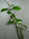 Red Mangroves (Rhizophora mangle)