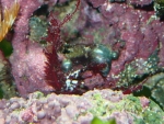 Haliptilon sp.