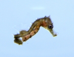 Seahorse Fry