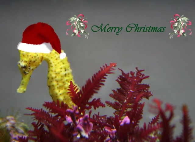 Holiday_Seahorse_2_small