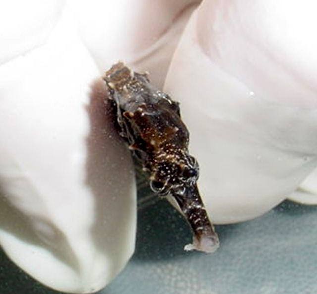 Snout rot associated with a pustule