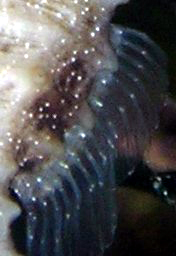 Spots present on dorsal fin