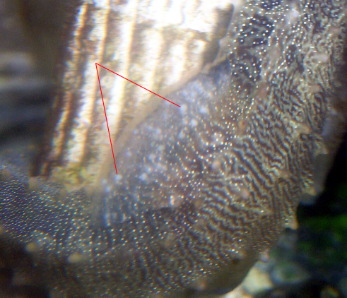 Spots on dorsal fin