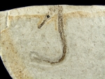 Seahorse Fossils