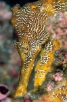 Hippocampus ingens