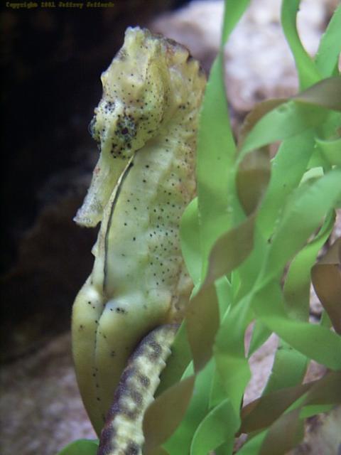 A pregnant Hippocampus kuda