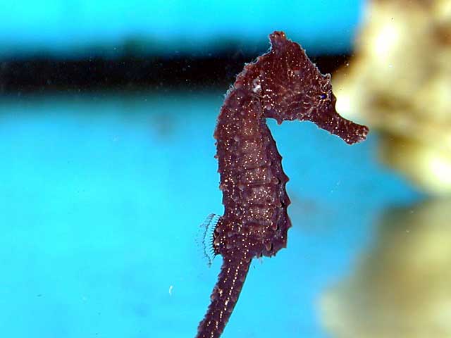 84 day old Hippocampus kuda, A