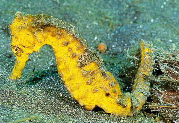 A vibrant yellow female Hippocampus kuda