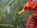 Brazilian Seahorse