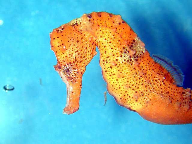 Brazilian Seahorse