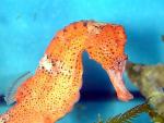 Brazilian Seahorse