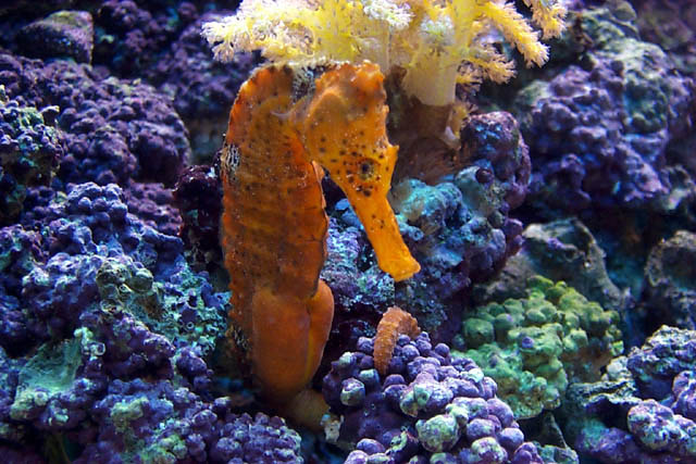 Brazilian Seahorse