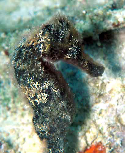 Brazilian Seahorse