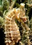 Hippocampus whitei