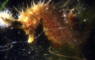 H. hippocampus