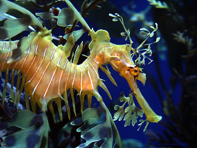 Leafy Seadragon