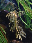 Leafy Seadragon