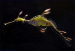 Weedy Seadragon