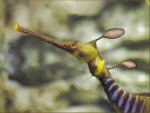 Weedy Seadragon