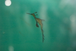 Phyllopteryx taeniolatus