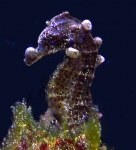 Seahorse Pathology